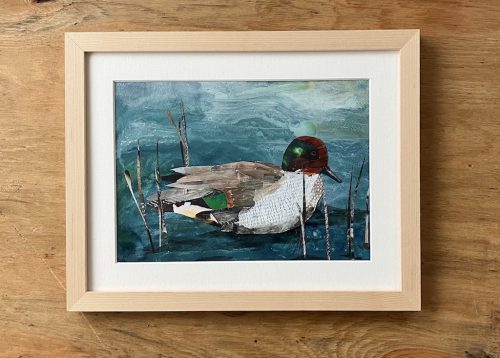 Teal Duck